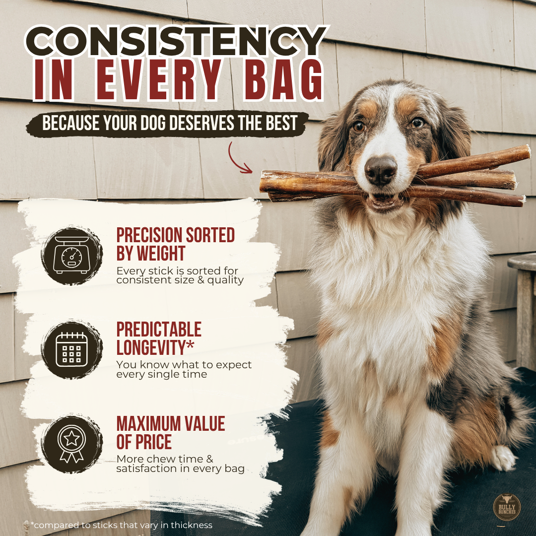 12-Inch Standard Bully Stick